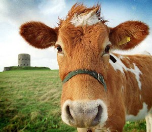 cow1